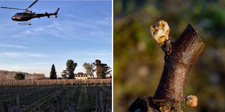 Printemps 2021 iDealwine Etat des lieux et témoignages du gel dans les vignobles 2