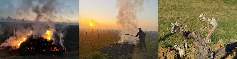 Printemps 2021 iDealwine Etat des lieux et témoignages du gel dans les vignobles 3