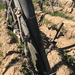 Printemps 2021 iDealwine Etat des lieux et témoignages du gel dans les vignobles 8