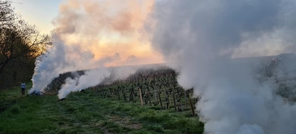 Printemps 2021 iDealwine Etat des lieux et témoignages du gel dans les vignobles 17