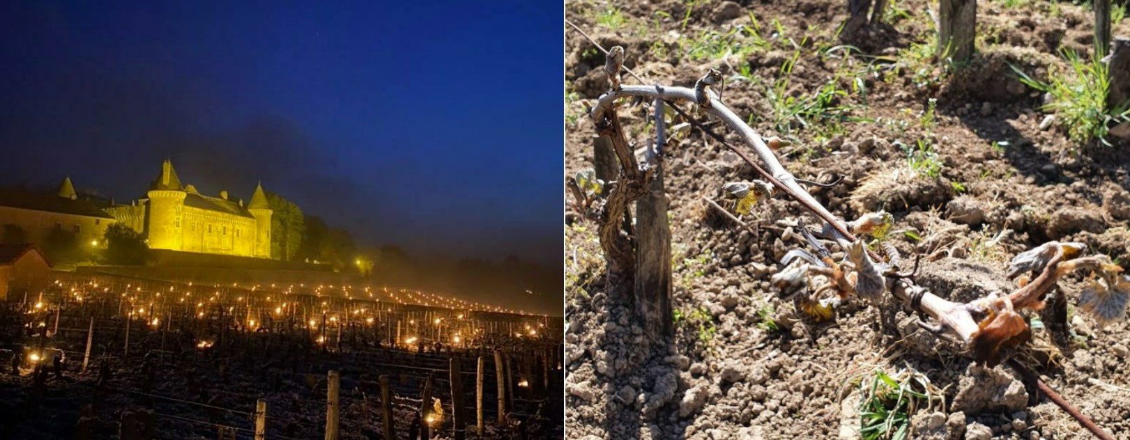 Printemps 2021 iDealwine Etat des lieux et témoignages du gel dans les vignobles 7