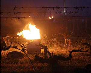 Printemps 2021 iDealwine Etat des lieux et témoignages du gel dans les vignobles 4