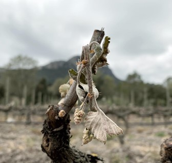 Printemps 2021 iDealwine Etat des lieux et témoignages du gel dans les vignobles 15