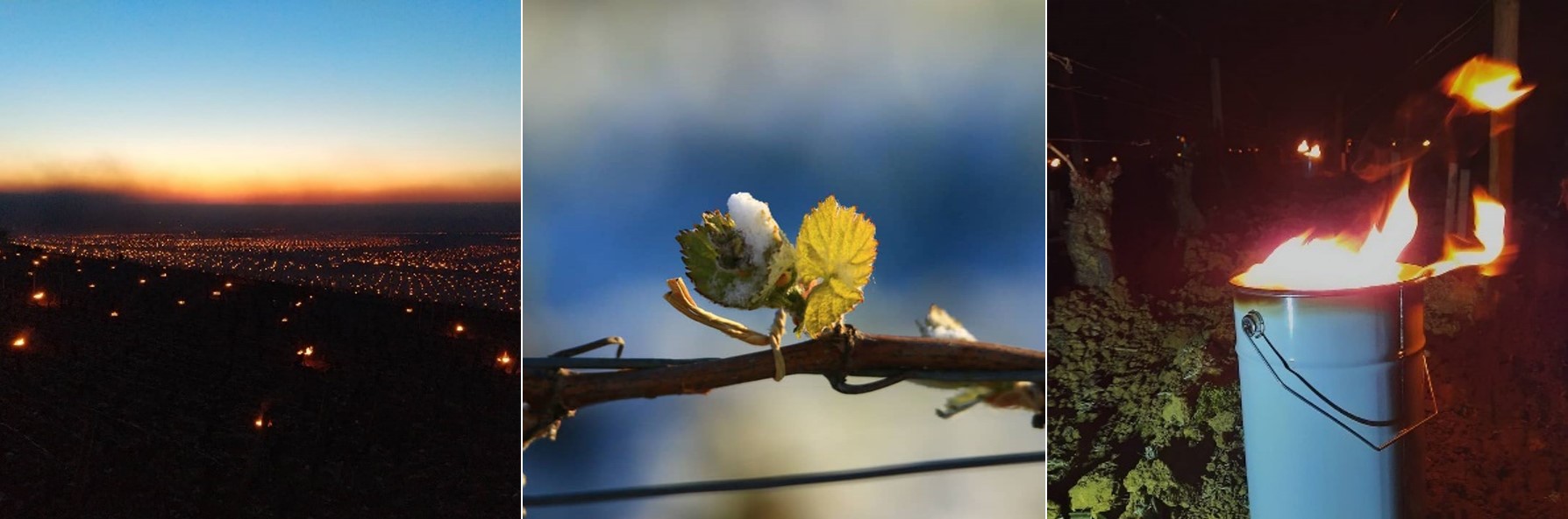 Printemps 2021 iDealwine Etat des lieux et témoignages du gel dans les vignobles 6