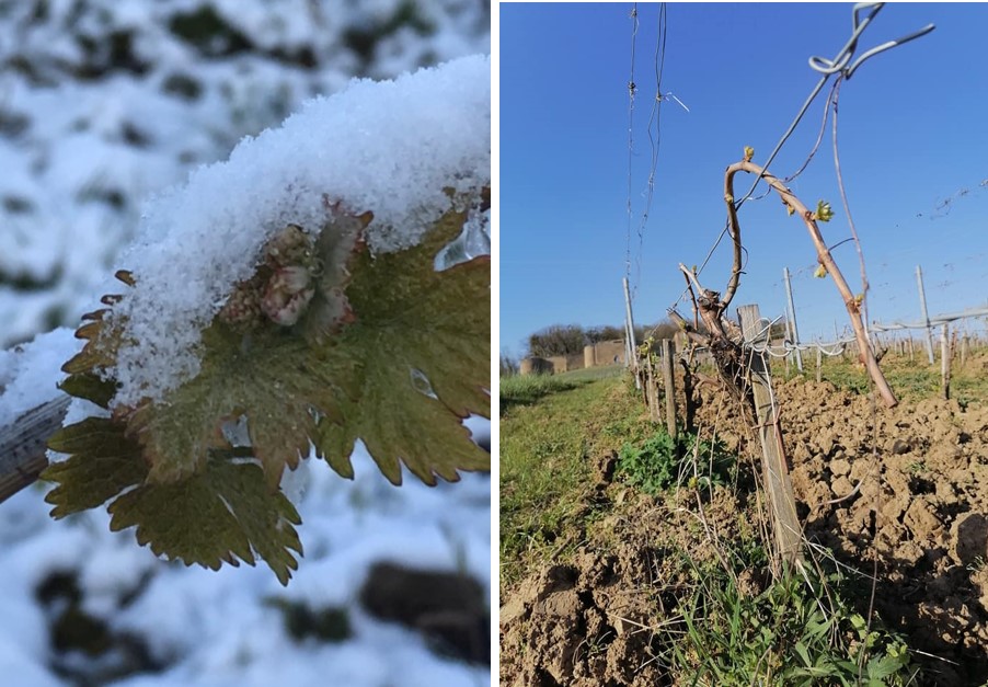 Printemps 2021 iDealwine Etat des lieux et témoignages du gel dans les vignobles 16