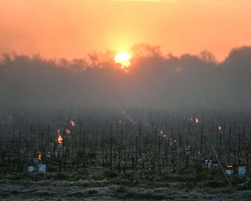 Lire la suite à propos de l’article Printemps 2021 | Etat des lieux et témoignages du gel dans les vignobles