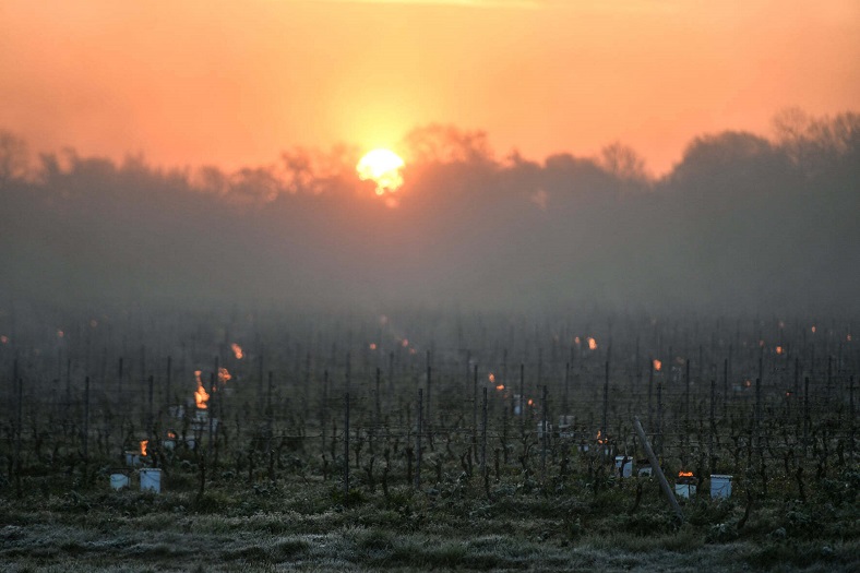 Printemps 2021 iDealwine Etat des lieux et témoignages du gel dans les vignobles 1