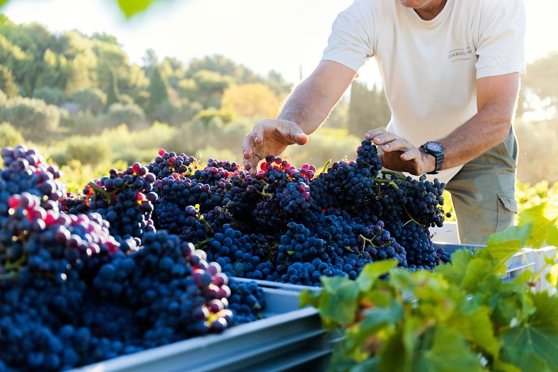 mourvedre vendanges Bandol Terrebrune