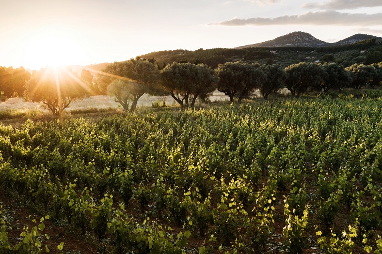 vignes Provence Bandol domaine de Terrebrune