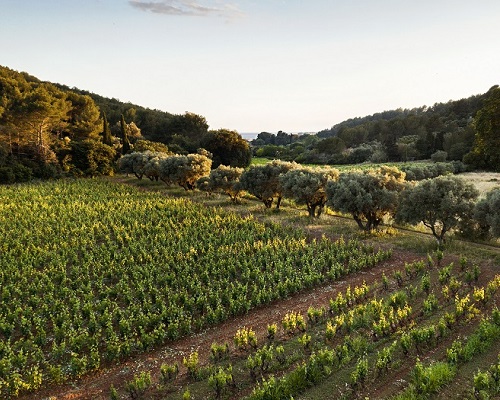 Lire la suite à propos de l’article Terrebrune, une histoire d’homme, de caractère, de persévérance et de terroir