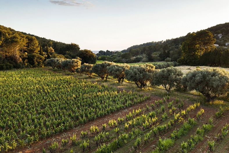 Terrebrune Bandol Provence