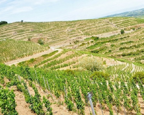 Lire la suite à propos de l’article Domaine Charvin | La valeur sûre du Rhône sud