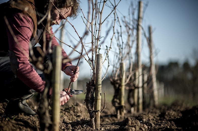 Durfort-Vivens - Taille du vignoble