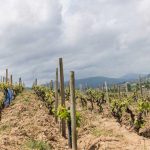 Domaine Marcel Lapierre, la référence des grands vins nature du Beaujolais