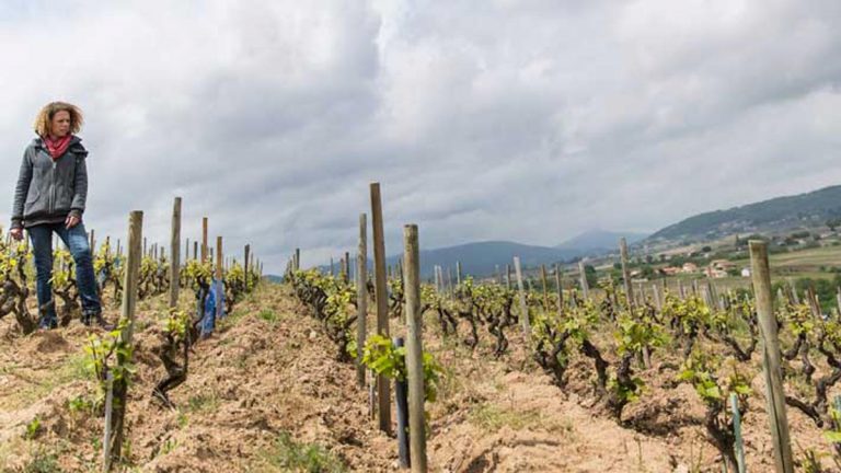 Lire la suite à propos de l’article Domaine Marcel Lapierre, la référence des grands vins nature du Beaujolais