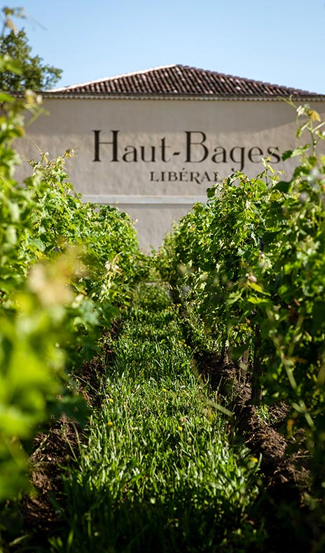 Haut-Bages-Liberal-Vignes-2