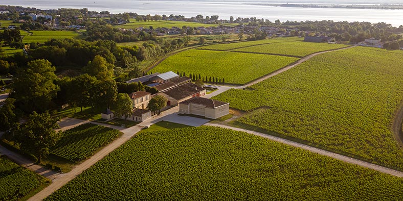 Haut-Bages-Liberal-Vignes iDealwine Bordeaux