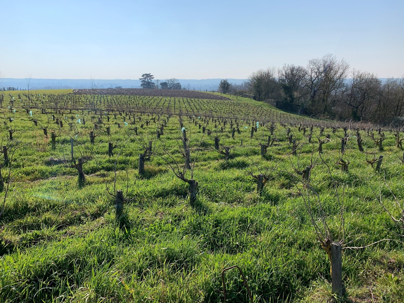 Savennières dégustation Clos du Papillon vin iDealwine vignes