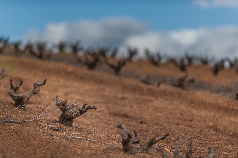 vieilles vignes du domaine Kanonkop en fond