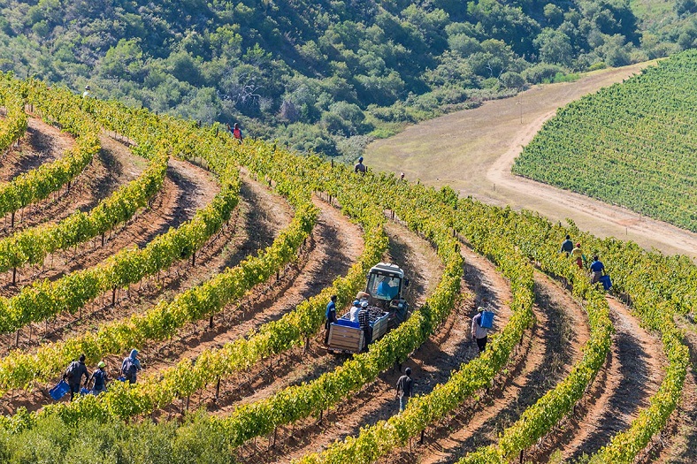 Les vignes du domaine Kanonkop