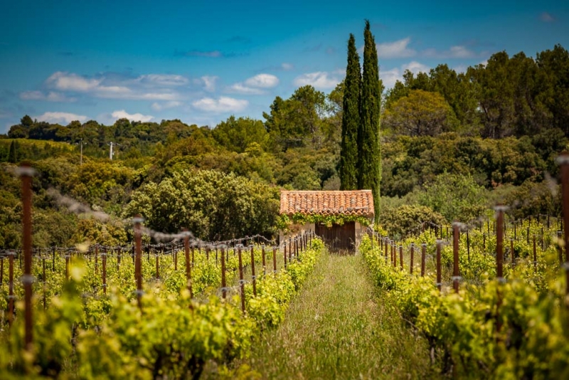 Mas de la Séranne iDealwine vin Aniane vignes