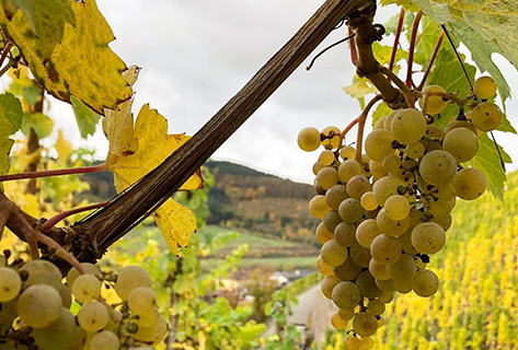 Markus Molitor 
riesling Moselle
grappes de riesling  