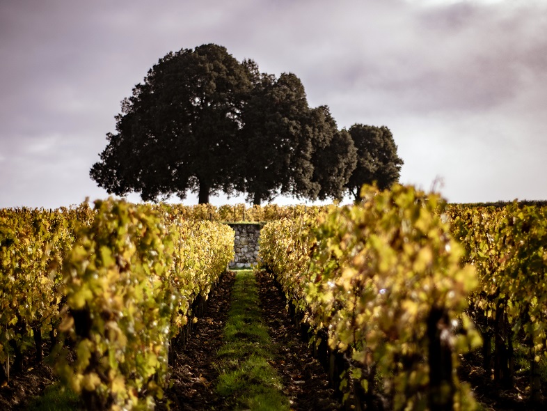 Château Pavie Macquin vignes