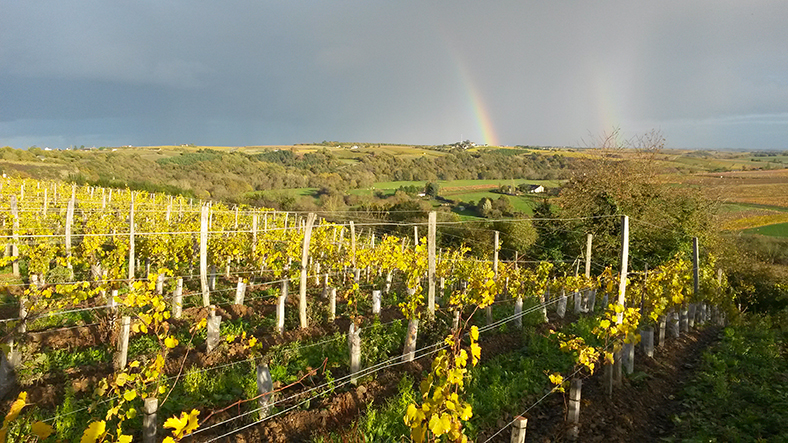 Domaine-Patrick-Baudouin-5