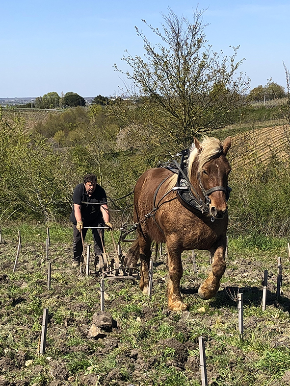 Domaine-Patrick-Baudouin-6