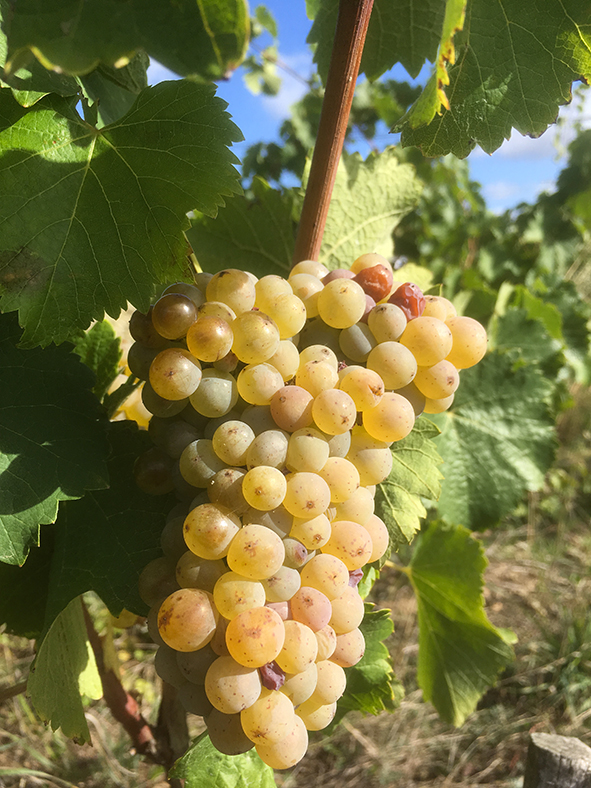 Domaine-Patrick-Baudouin-chenin