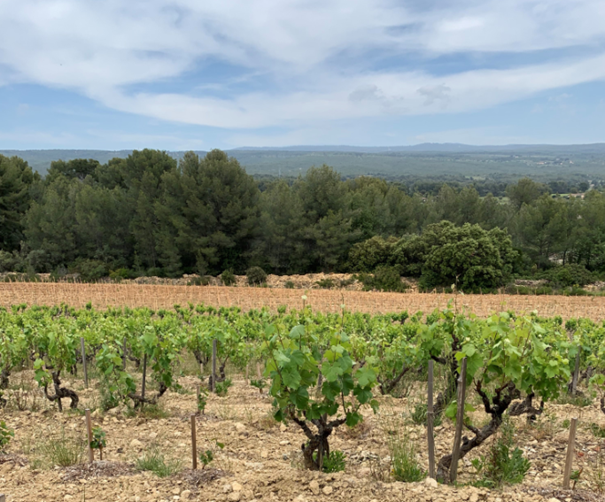 Domaine de la Tour du Bon vignes 2