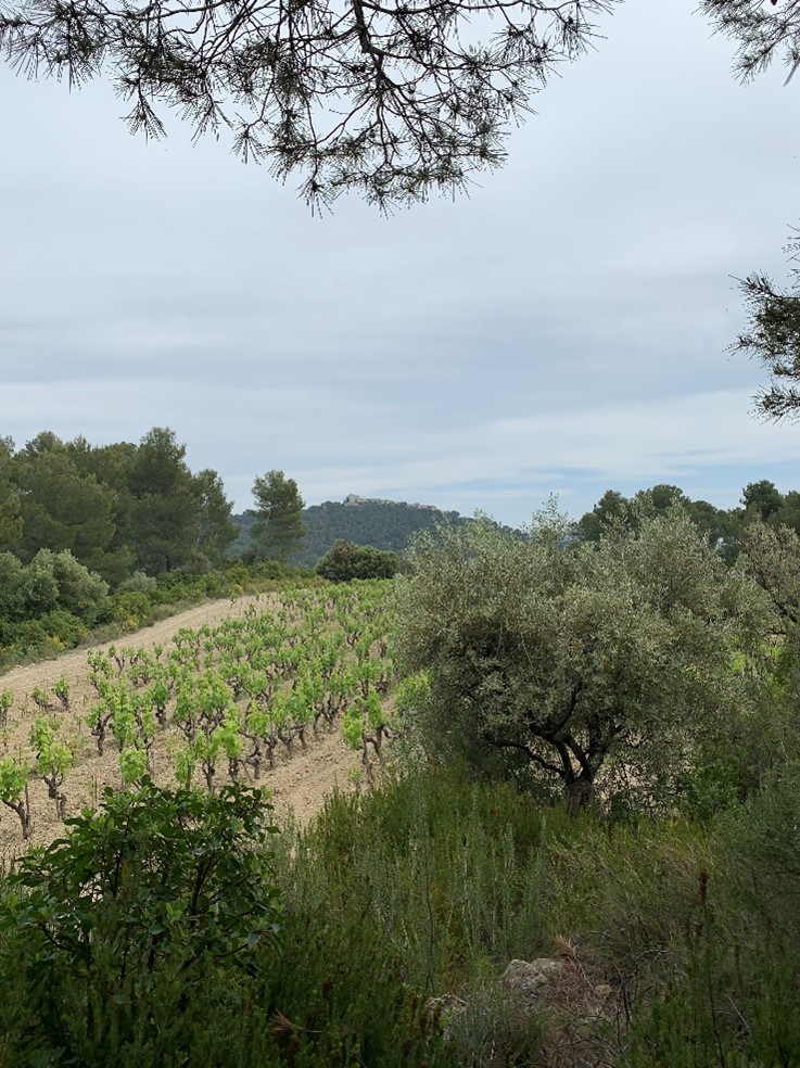 Domaine de la Tour du Bon vignes