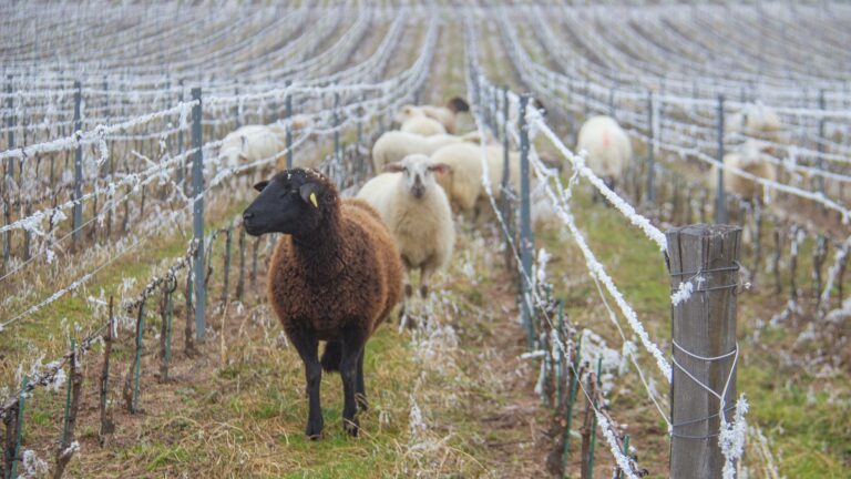 Lire la suite à propos de l’article Les coups de cœur bio et biodynamiques d’iDealwine