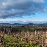 Patrick Bouju, chef de file de la renaissance du vignoble auvergnat