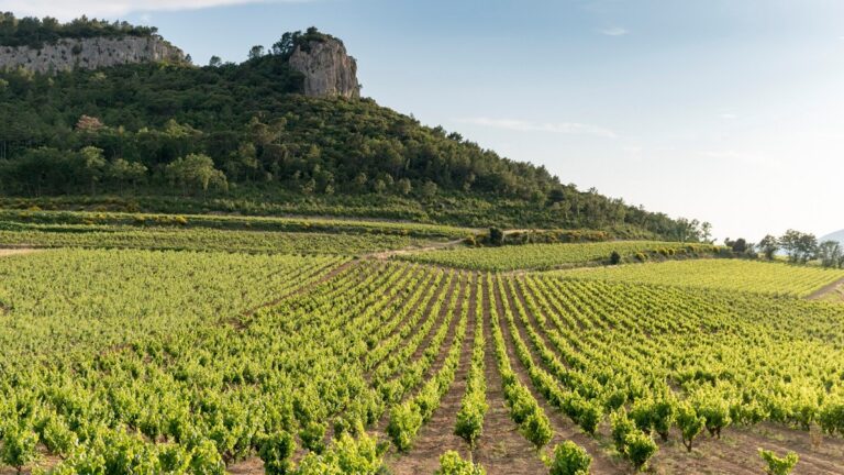 Lire la suite à propos de l’article Château de Roquefort : une sublime découverte en Provence