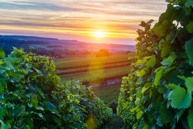 Les cépages méconnus de la Champagne iDealwine