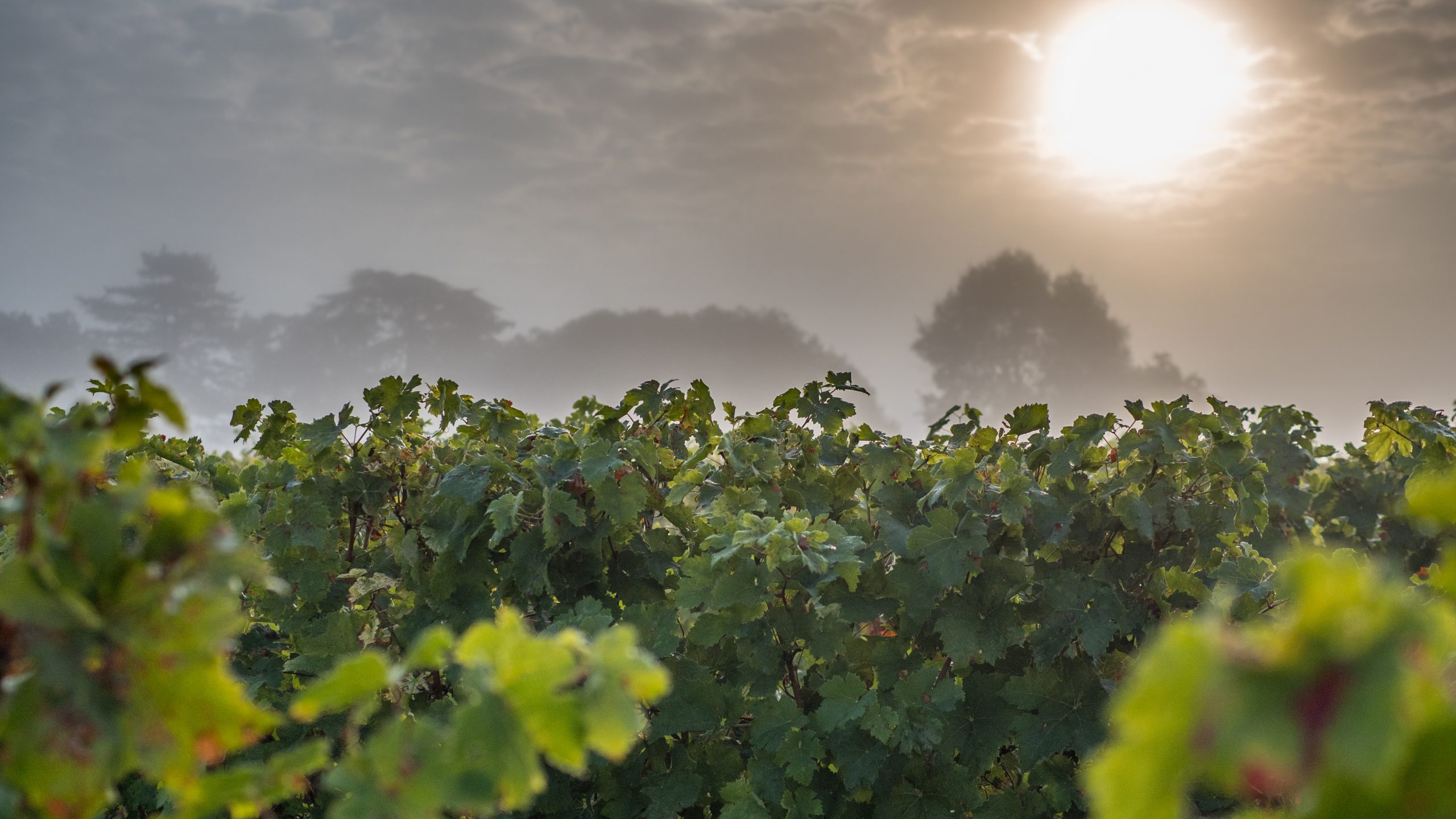 Hausse volume commercialise vins de Bordeaux 2020