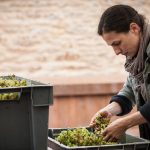 Le domaine Ferret, à l’écoute des terroirs de Fuissé