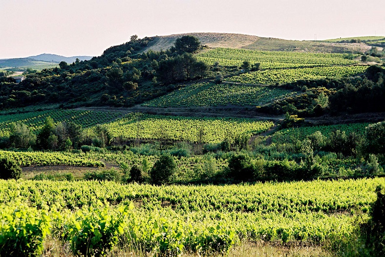 Terroir Didier Barral domaine Leon Barral iDealwine vin Languedoc Faugeres