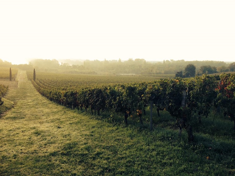 Une nouvelle page s’ouvre au Château de Carles iDealwine vignes cyprès