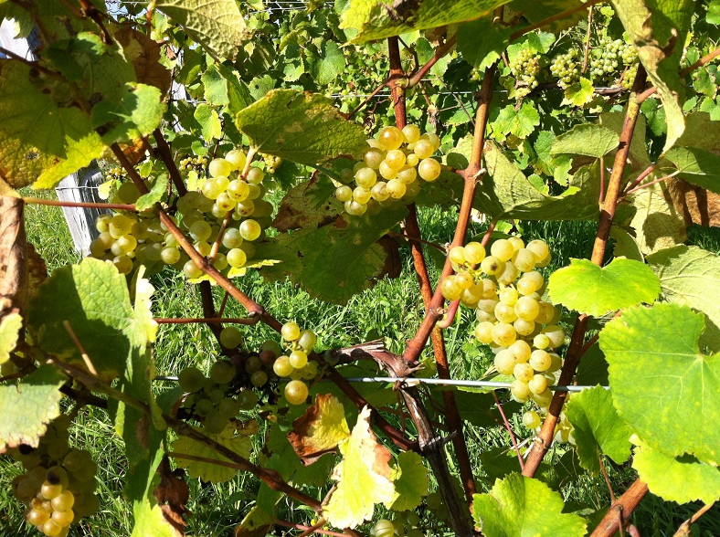 Domaine de la Loue vigne