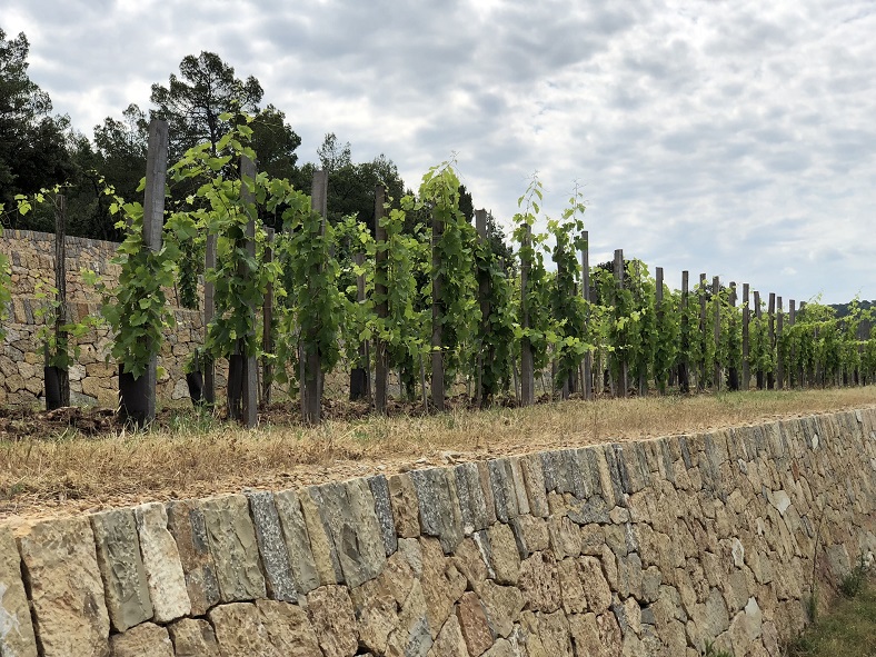 vignes Château de Miraval