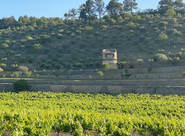 vignes Miraval