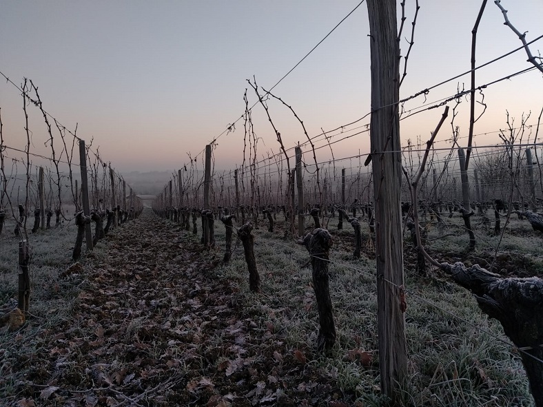 Château Taillefer Pomerol vignes