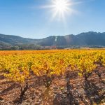 Palmarès Languedoc-Roussillon | Les plus belles enchères du 1er semestre 2021