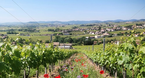 Lire la suite à propos de l’article Domaine Grégoire Hoppenot | L’étoile montante du Beaujolais