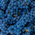 Le pinot noir, à la conquête des cinq continents