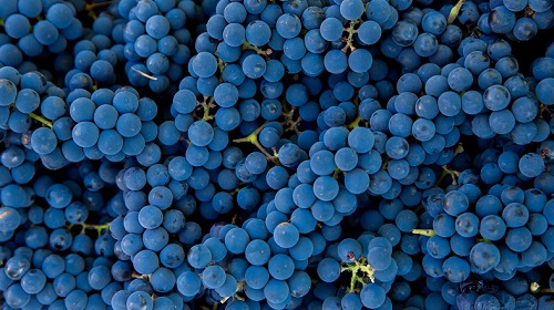 Lire la suite à propos de l’article Le pinot noir, à la conquête des cinq continents