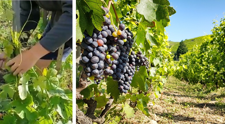 Etat du vignoble suite au gel 2021 iDealwine premières repousses