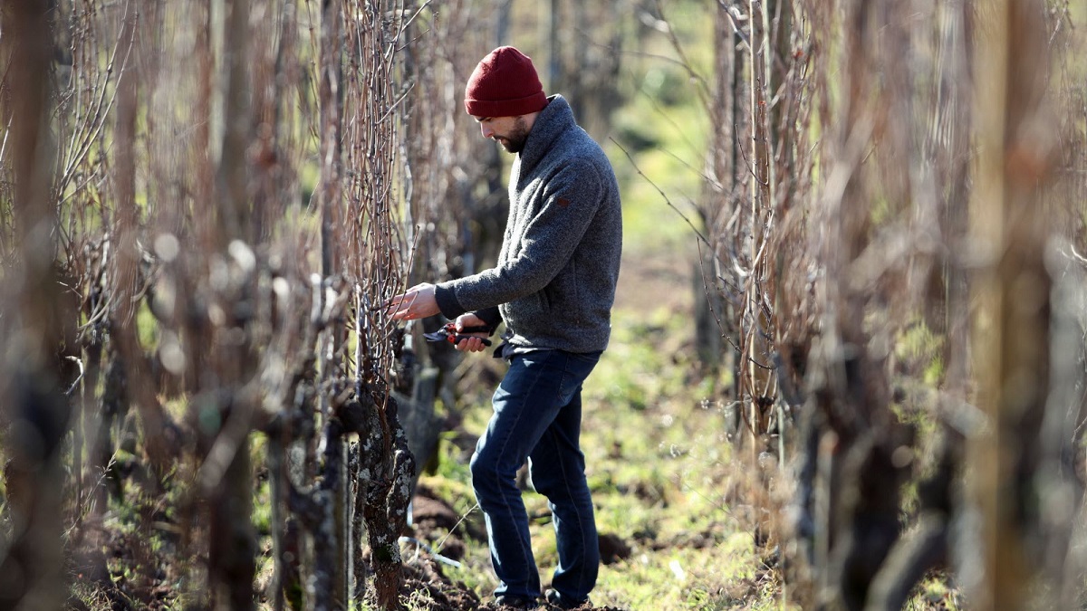 Lire la suite à propos de l’article Domaine Ostertag | Quand l’art et le vin cohabitent en Alsace